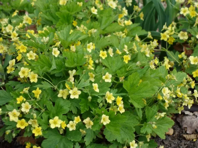 Waldsteinia_geoides_1