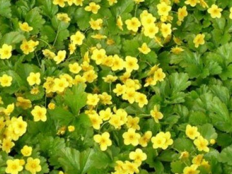 Waldsteinia_ternata_1
