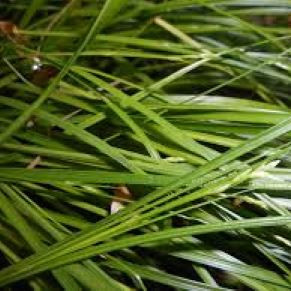 carex remota lapai