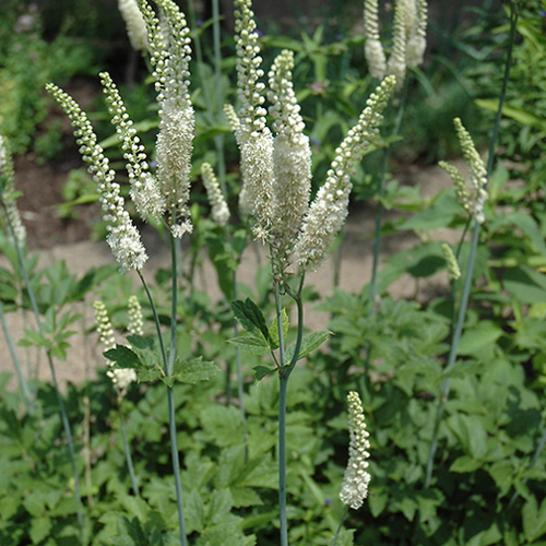 cimicifuga racemosa