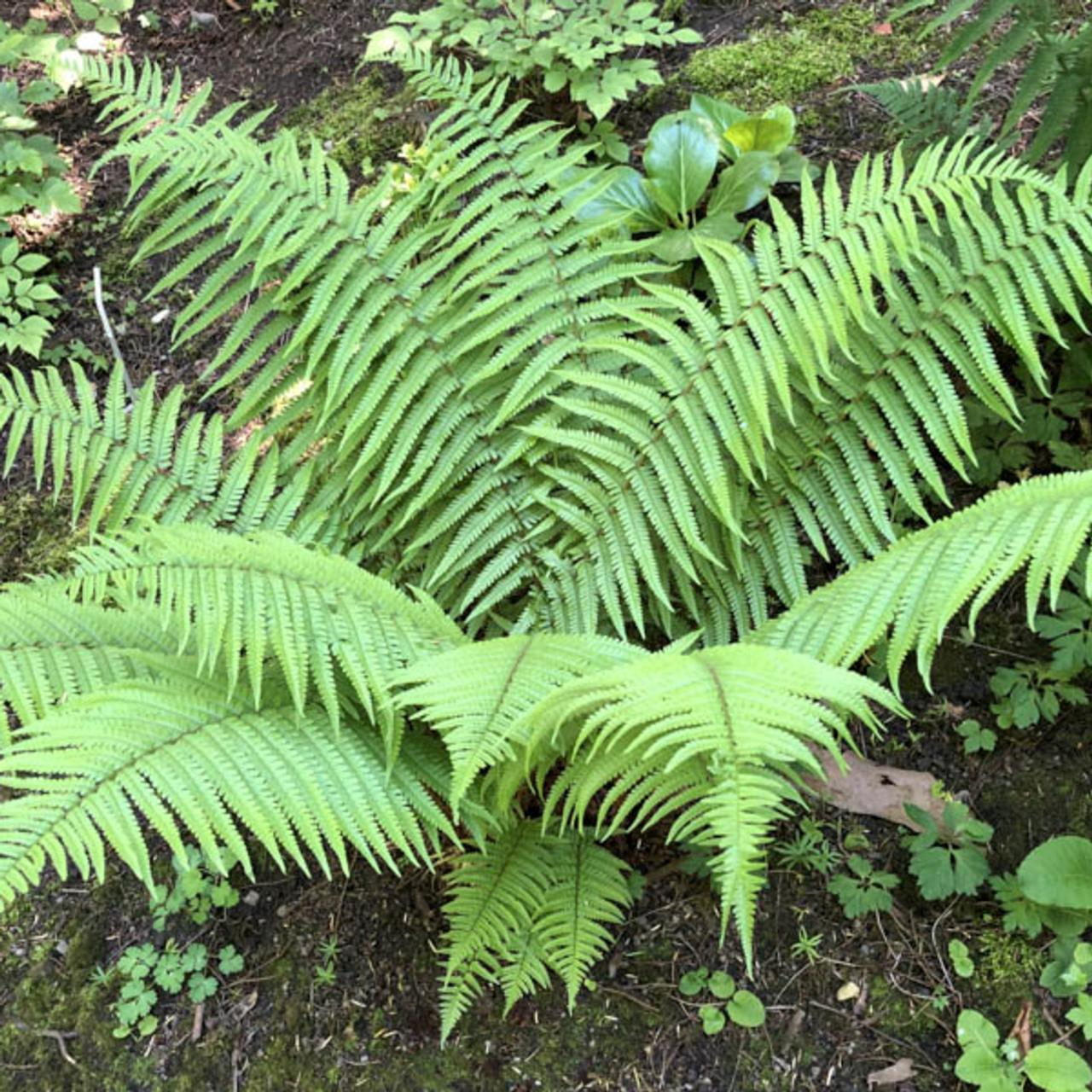 dryopteris affinis