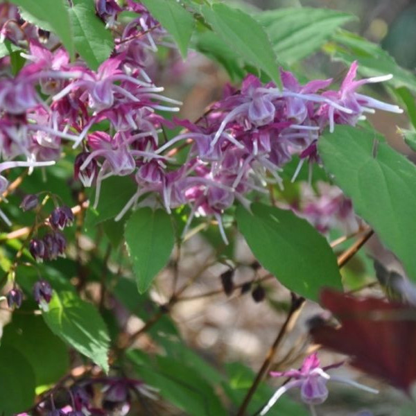 Epimedium 'Purple Pixie'