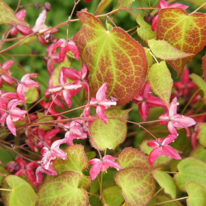epimedium x rubrum