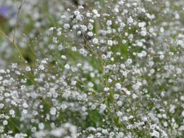 gypsophila_paniculata_bristol_fairy_1_R_1