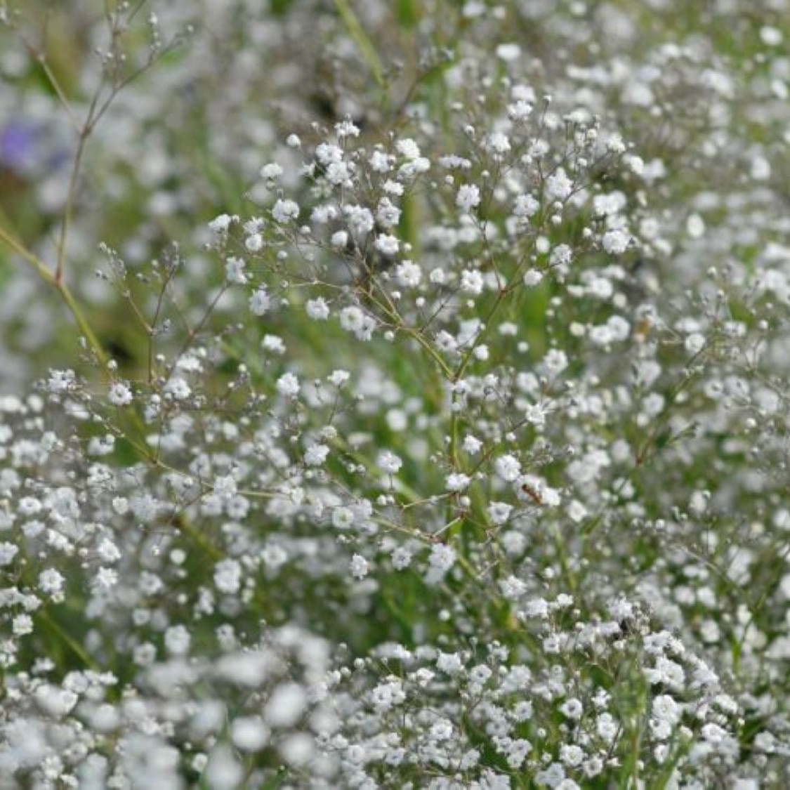 gypsophila paniculata bristol fairy