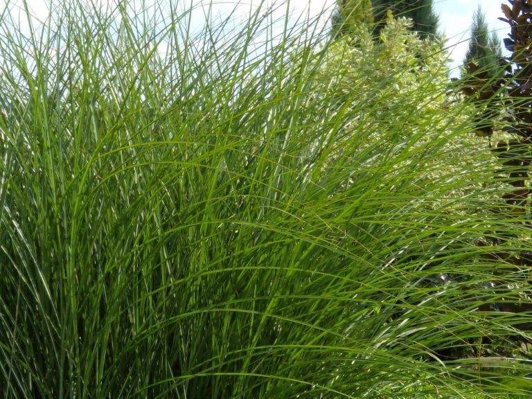 miscanthus_sin._Gracilimus_red._1