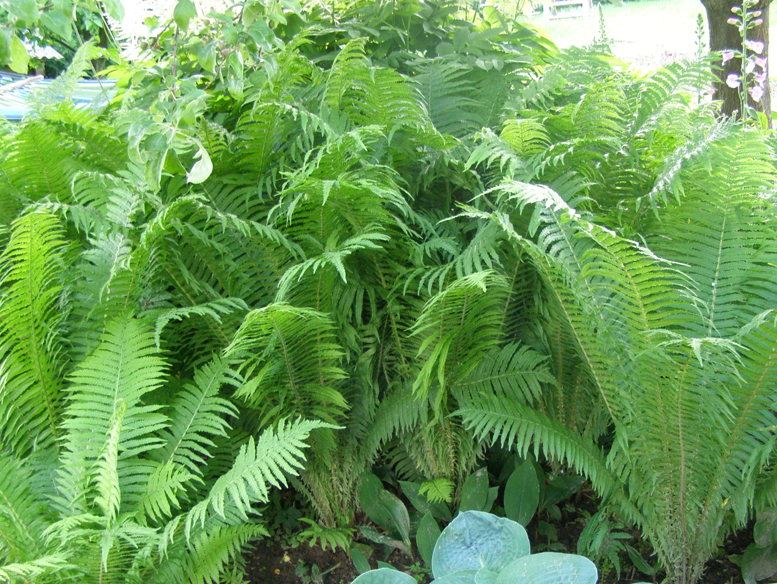 paupinis jonpapartis