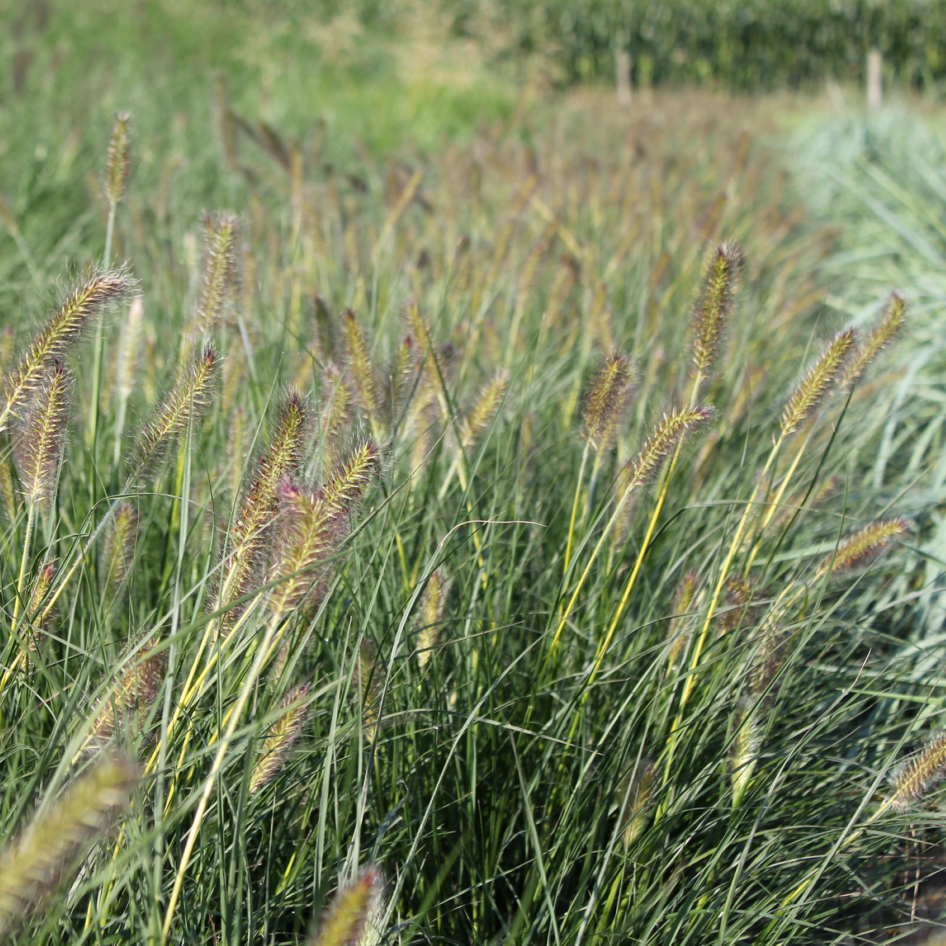pennisetum alop. gelbstiel