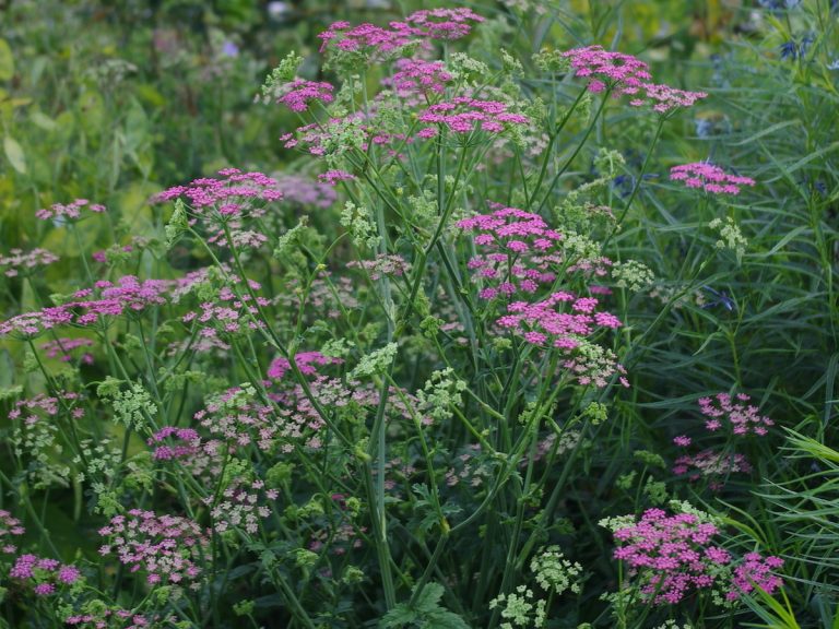 pimpinella_major_rosea