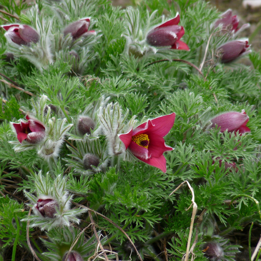 pulsatilla vulgaris rubra