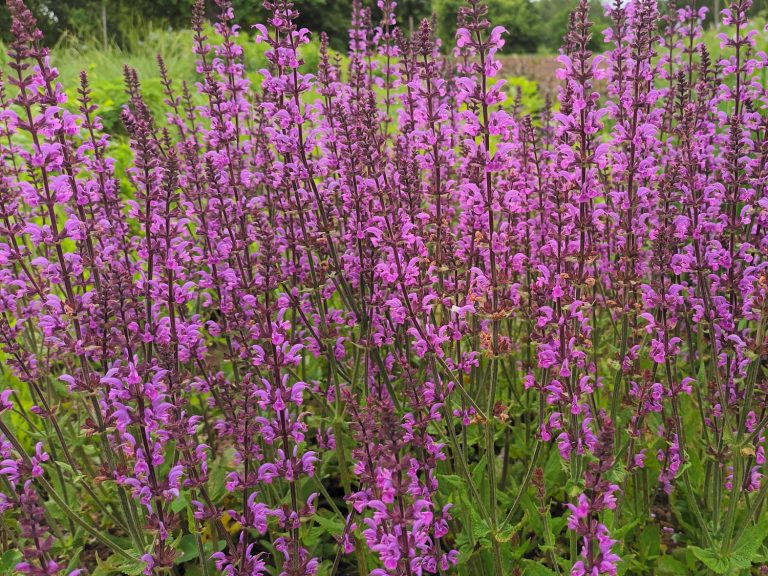 salvia_Serenade_P_1