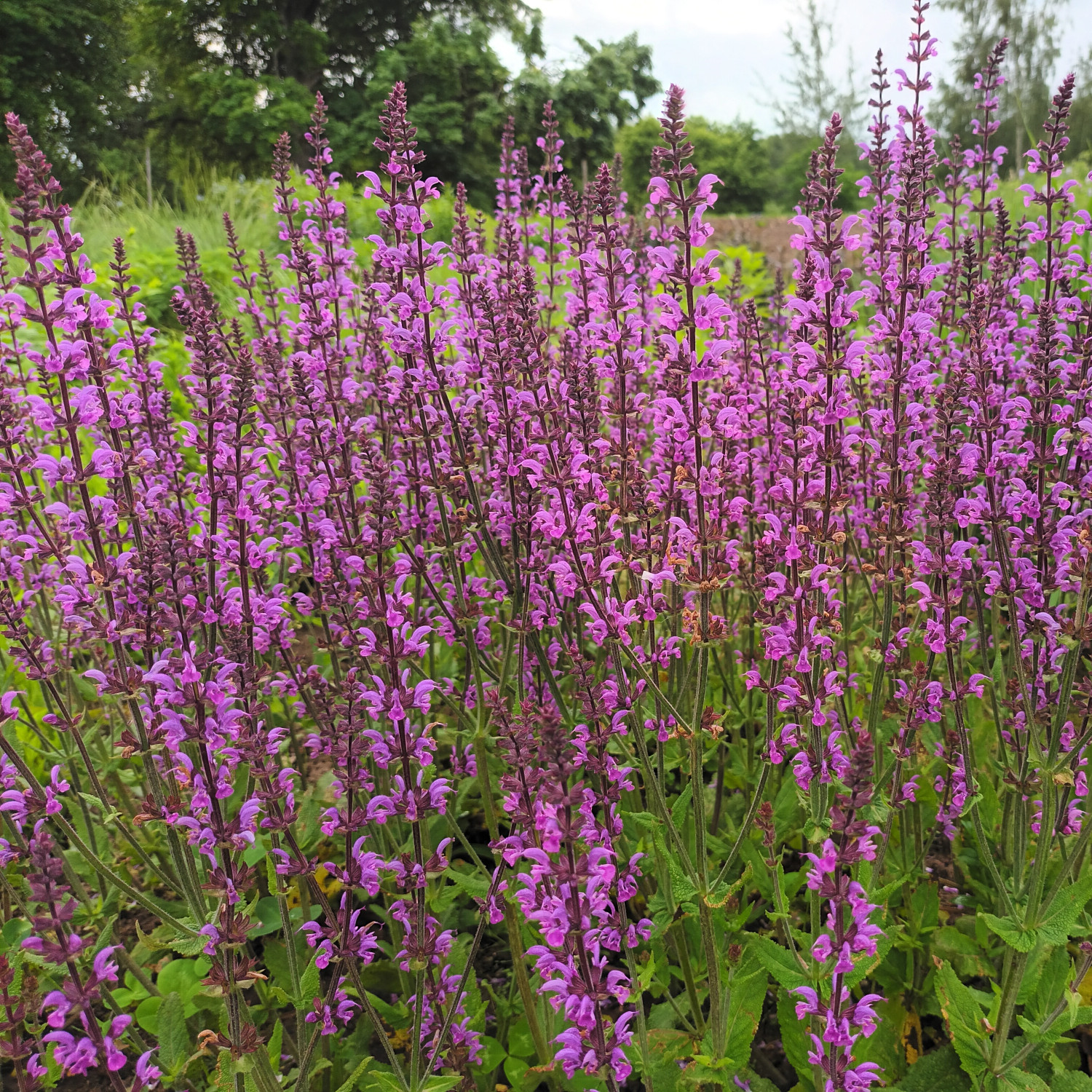 Salvia 'Serenade'