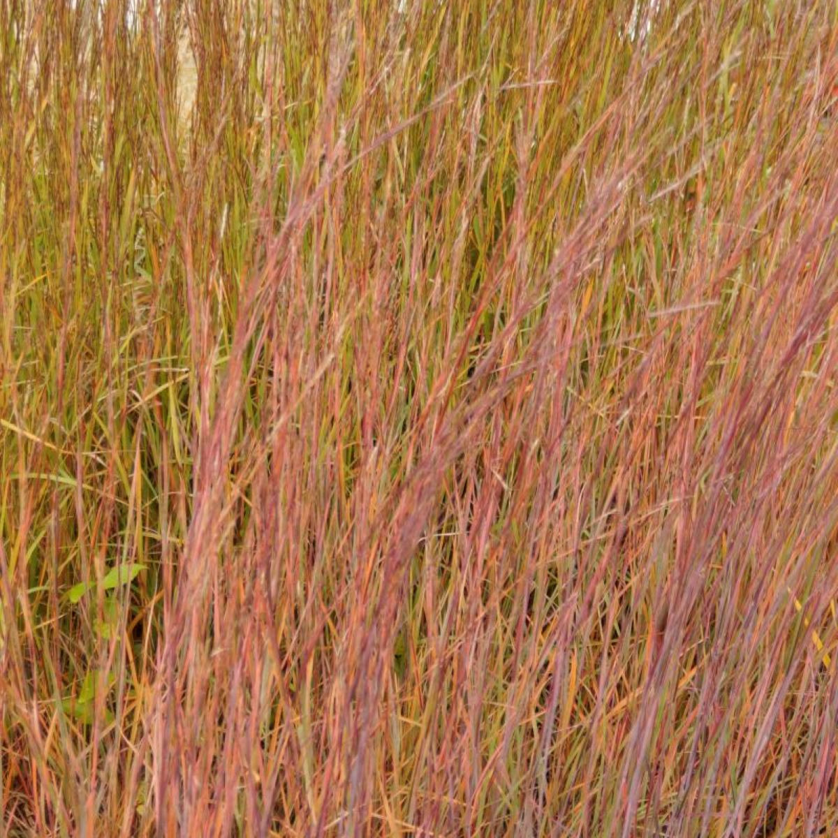 Schyzachyrium 'Red Frost'