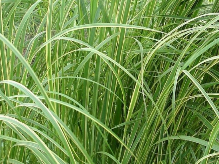 spartina-pectinata-aureomarginata
