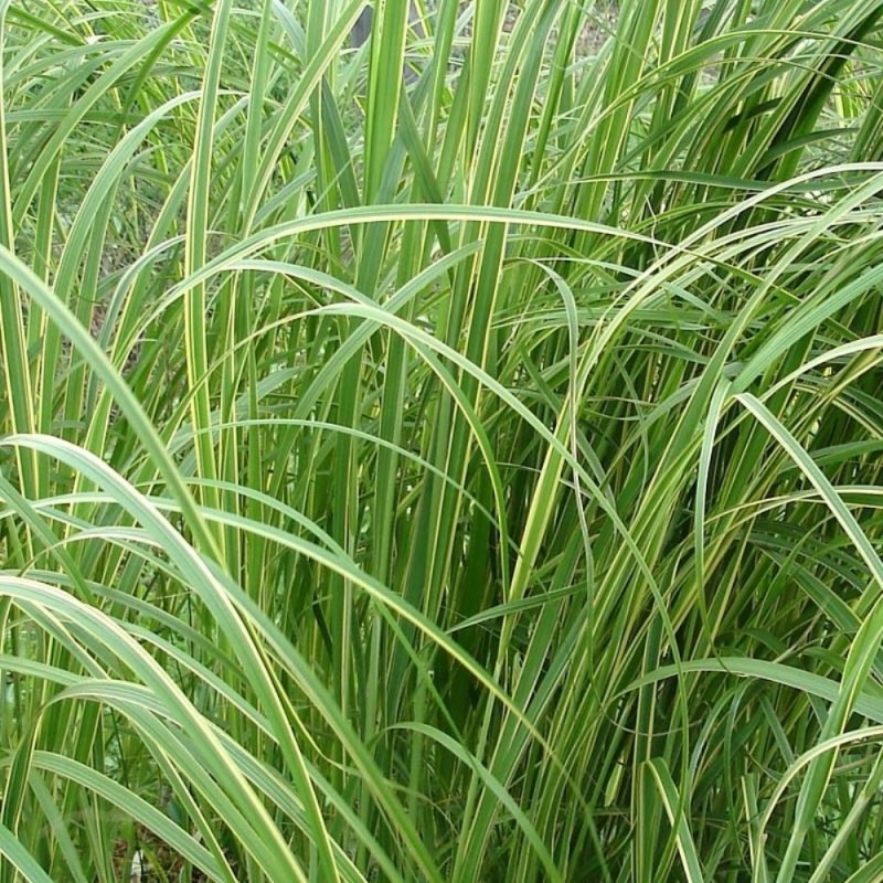 spartina pectinata aureomarginata