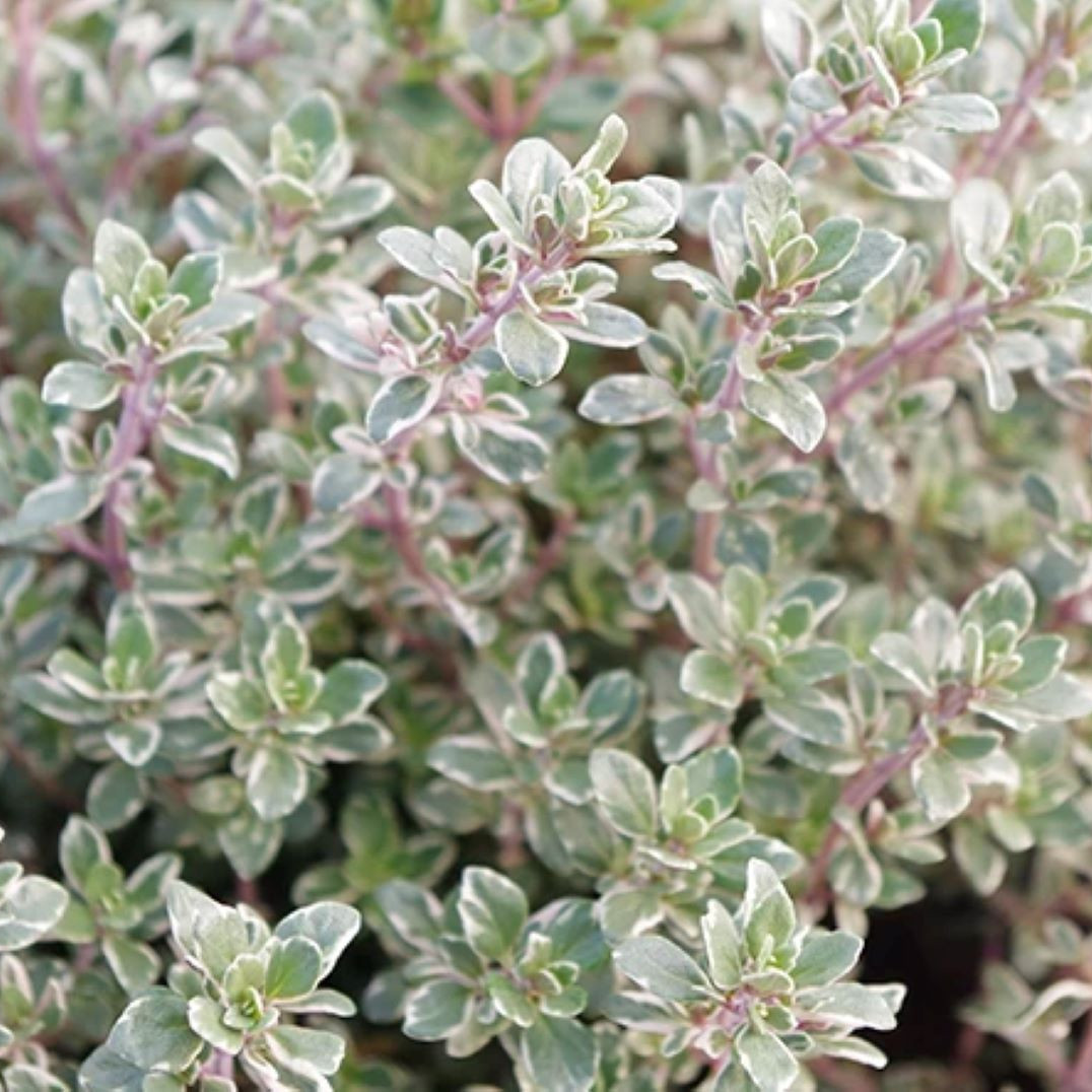 thyme silver posie