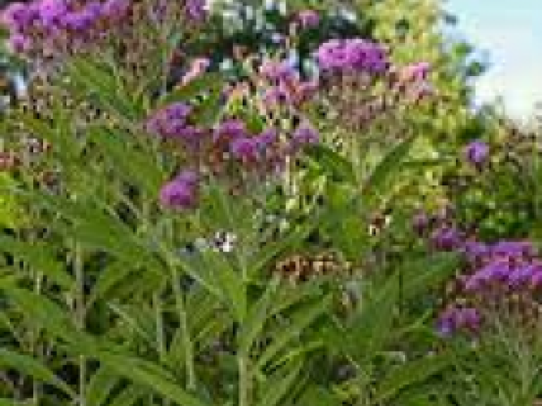 vernonia_arkansana_3