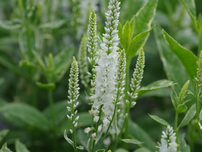 veronica_longifolia_charlotte-768×1024