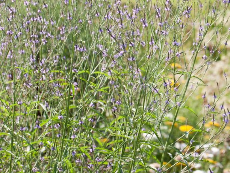 Verbena hastata